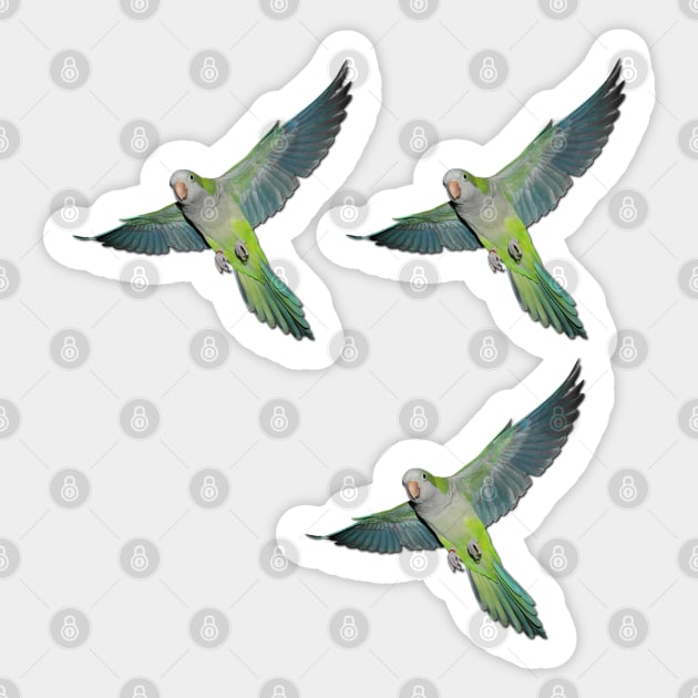 Flying parakeets Sticker by Bwiselizzy